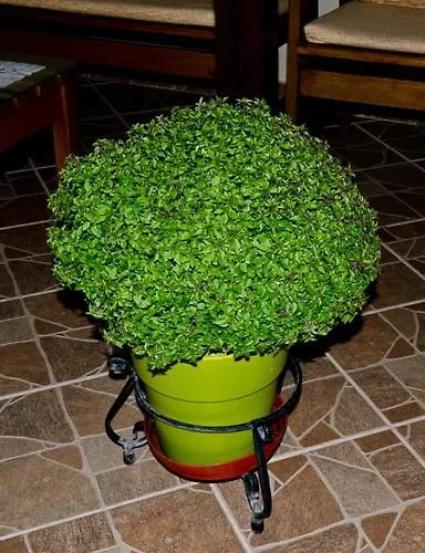 Studios Filippos Skopelos Town